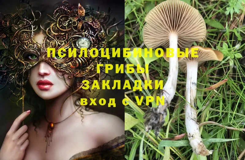 ссылка на мегу ТОР  наркошоп  Кандалакша  Галлюциногенные грибы Magic Shrooms 